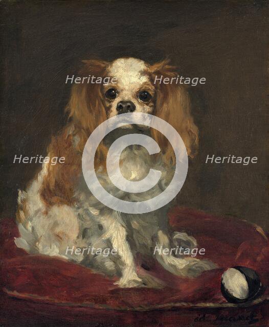 A King Charles Spaniel, c. 1866. Creator: Edouard Manet.