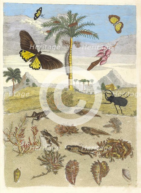 Stag beetle, Amphibians, and Palm trees. From the Book Metamorphosis insectorum..., 1705. Creator: Merian, Maria Sibylla (1647-1717).