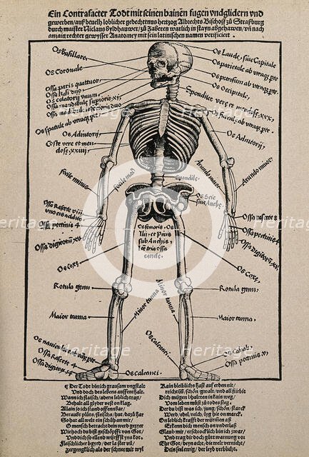 A human skeleton, seen from the front, with labels giving the latin names of the bones, 1517.