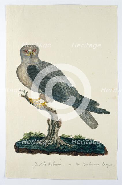 Elanus caeruleus (Black-winged kite), 1777-1786. Creators: Robert Jacob Gordon, Johannes Schumacher.