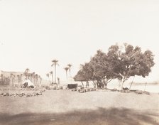 Korósko, Sycomores et Campement d'une Caravane pour le Sennâr, 1851-52, printed 1853-54. Creator: Félix Teynard.