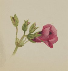 (Untitled--Flower Study), ca. 1876. Creator: Mary Vaux Walcott.