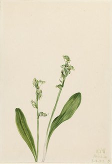 One-Leaf-Bog-Orchid (Habenaria obtusata), 1922. Creator: Mary Vaux Walcott.