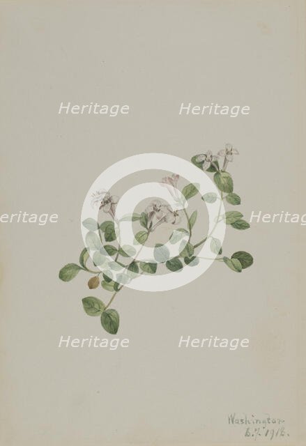 Partridgeberry (Mitchella repena), 1918. Creator: Mary Vaux Walcott.