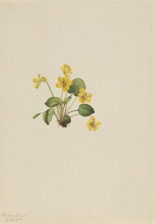 Yellow Violet (Viola orbiculata), 1916. Creator: Mary Vaux Walcott.