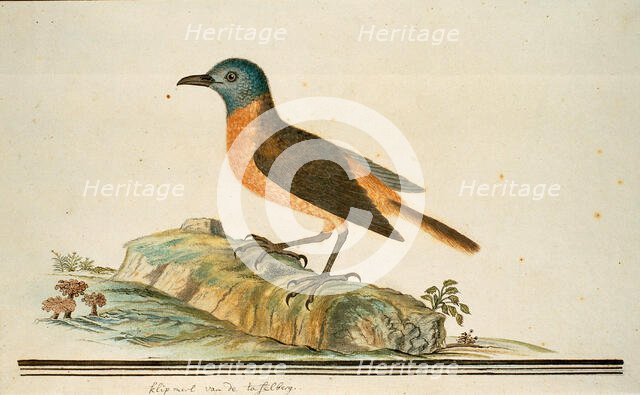 Monticola rupestris (Cape rock thrush), 1777-1786. Creator: Robert Jacob Gordon.