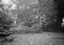 District of Columbia Parks Effects of Storm, 1913. Creator: Harris & Ewing.