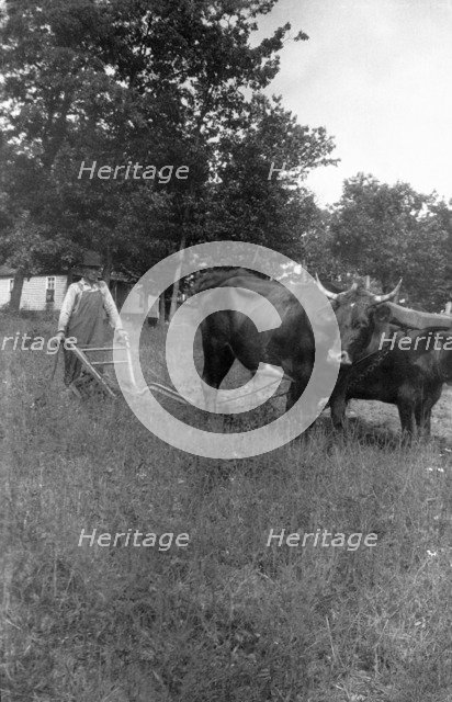 Oxen, Appalachia, USA, 1916-1918. Artist: Cecil Sharp