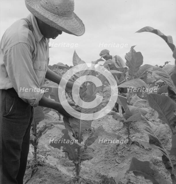 Zollie Lyons and son worming tobacco, Wake County, North Carolina, 1939. Creator: Dorothea Lange.