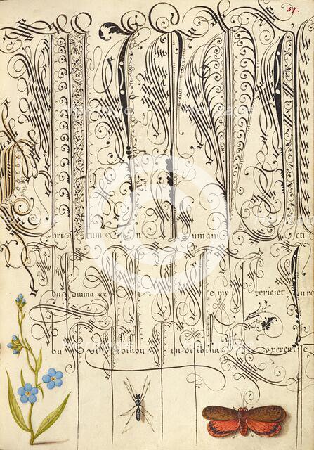 Creeping Forget-Me-Not, Insect, and Planthopper, 1561-1562; illumination added 1591-1596. Creator: Joris Hoefnagel.