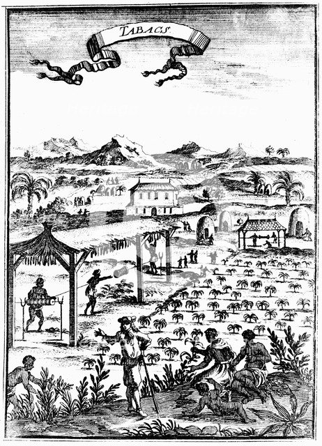 Cultivating and curing tobacco in West Indies using slave labour, 1686. Artist: Unknown