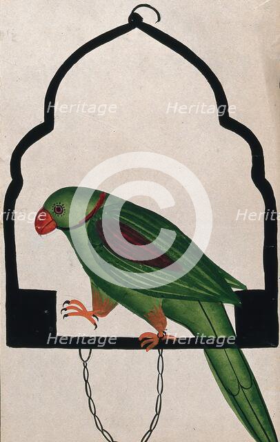 Pet parrot on a perch. Creator: Unknown.