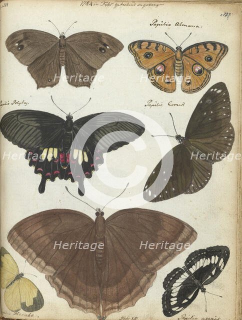 Butterflies from Java, 1784. Creator: Jan Brandes.