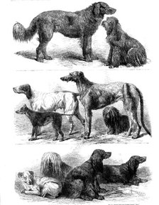 Prize dogs at the recent show, Birmingham, 1862. Creator: Harrison Weir.