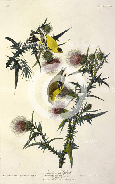 American Goldfinch, Fringilla Tristis, 1845.