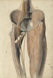 Musculature, bones and blood vessels of the pelvis and thigh, c1805. Creator: Benjamin Robert Haydon.