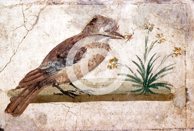 Roman wall painting of Jay from Boscoreale near Pompeii, 1st century. Artist: Unknown.