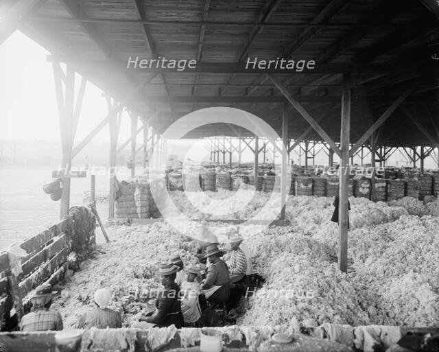 Sorting cotton, between 1900 and 1910. Creator: Unknown.