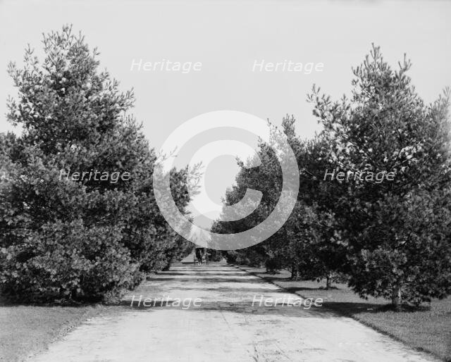 Approach to Forest Hills Hotel, Franconia Village, White Mountains, between 1890 and 1901. Creator: Unknown.