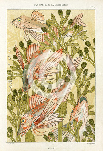Red Mullet, pub. 1897. Creator: Maurice Pillard Verneuil (1869?1942).