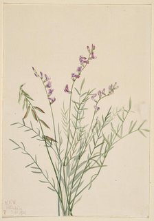 Burgess Milkvetch (Astragalus bourgovii), 1922. Creator: Mary Vaux Walcott.