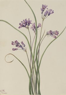 Wild Hyacinth (Brodiaea pulchella), 1927. Creator: Mary Vaux Walcott.