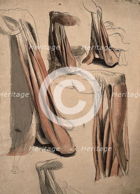 The muscles and tendons of the leg and the arm (?), 1815. Creator: Charles Landseer.