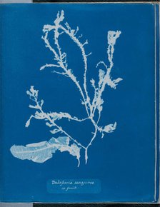 Delesseria sanguinea in fruit, 1843 or 1844. Creator: Anna Atkins.