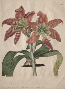The Botanical Magazine or Flower Garden Displayed: The Mountain Lake Lily, 1827. Creator: S. Curtis (British).