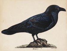 Raven, 1835. Creator: Wilhelm von Wright.