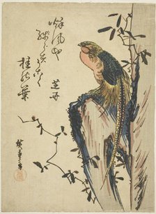 Golden pheasant, 1830s. Creator: Ando Hiroshige.