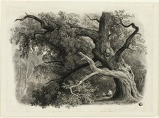 Old Tree in the Billah - Sherwood Forest, n.d. Creator: John Rawson Walker.