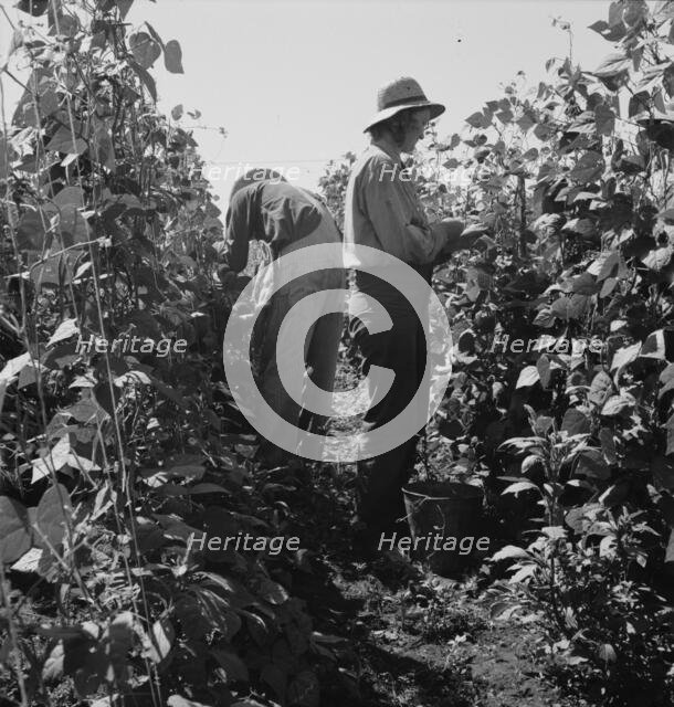 Migrant pickers harvesting beans,near West Stayton, Marion County, Oregon, 1939. Creator: Dorothea Lange.