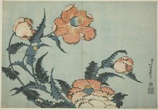 Poppies, from an untitled series of flowers, Japan, c. 1832. Creator: Hokusai.
