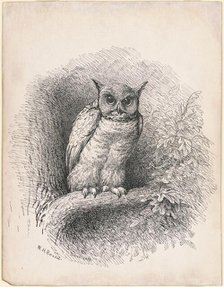 Owl, 1889. Creator: William Holbrook Beard.