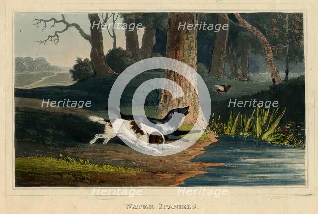 Water Spaniels, c1820s. Creator: Newton Smith Limbird Fielding.