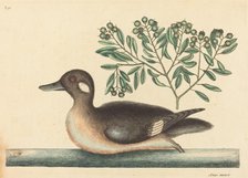 The Little Brown Duck (Anas rustica), published 1754. Creator: Mark Catesby.