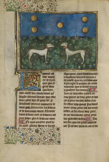 Greyhounds; Livre de la Chasse, about 1430-1440. Creator: Unknown.