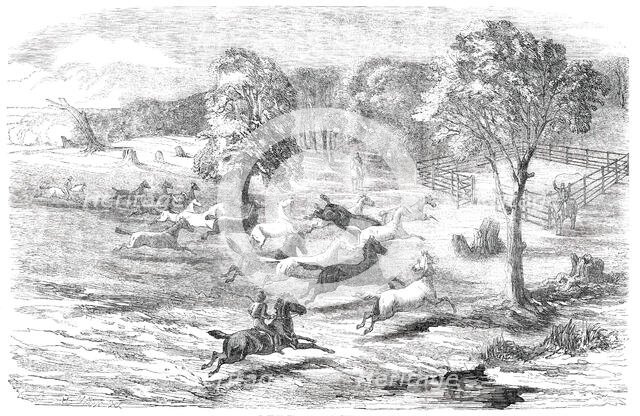 Driving Horses to the Stock-Yard, 1850. Creator: Unknown.