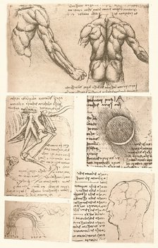 Four anatomical drawings, c1472-c1519 (1883). Artist: Leonardo da Vinci.