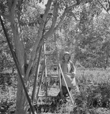 Possibly: Dumping full sack of picked pears to lug box..., Yakima Valley, Wahington, 1939. Creator: Dorothea Lange.