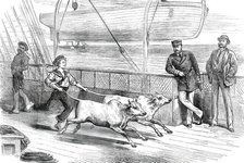 The Prince's Voyage Home from India: life on board the Serapis: exercising the "Gainees"...1876. Creator: Unknown.
