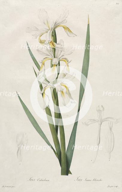 Gold-banded Iris, 1812. Creator: Henry Joseph Redouté (French, 1766-1853).