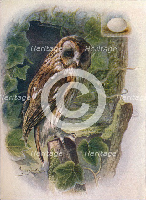 'Tawny or Brown Owl - Syrn'ium alu'co', c1910, (1910). Artist: George James Rankin.