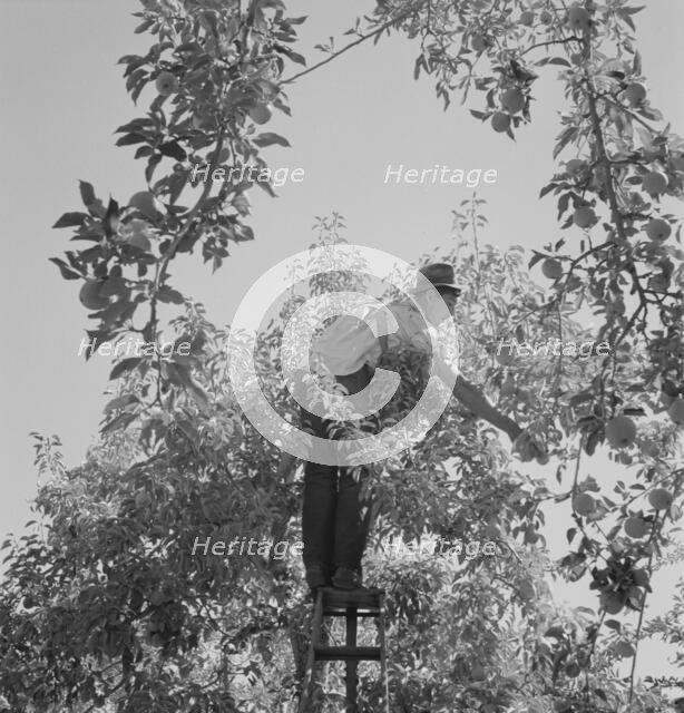 Harvesting pears requires agility and balance, Yakima Valley, Wahington, 1939. Creator: Dorothea Lange.