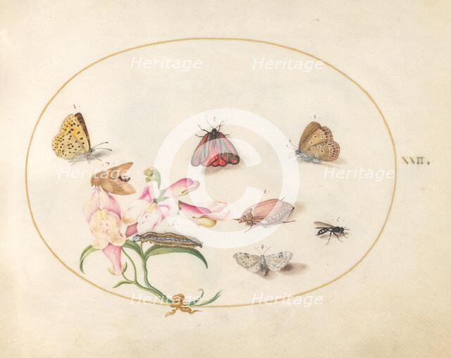 Plate 22: Butterflies with Other Insects and a Snapdragon, c. 1575/1580. Creator: Joris Hoefnagel.