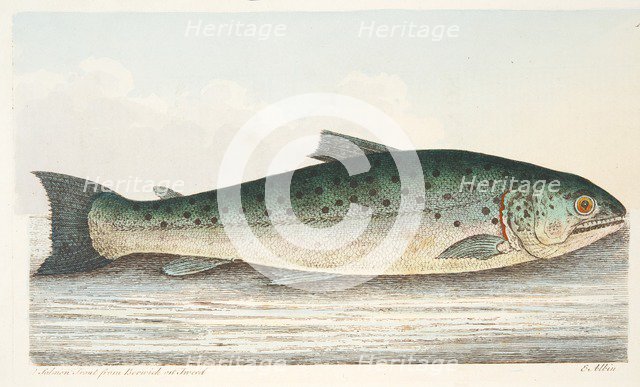Salmon Trout from Berwick on Tweed, from A Treatise on Fish and Fish-ponds, pub. 1832 