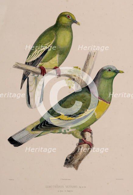 The pigeons, 1857. Creator: Oudart, Paul Louis (1796-1860).