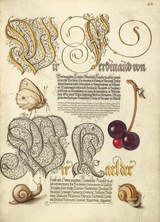 Butterfly, Sweet Cherry, and Land Snails, 1561-1562; illumination added 1591-1596. Creator: Joris Hoefnagel.