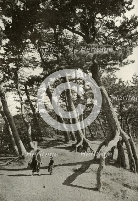 'The Pines of Shizu-Ura', 1910. Creator: Herbert Ponting.